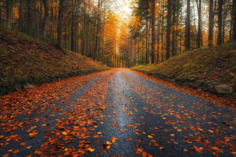 Fallen leaves covering a road in beautiful forest in autumn