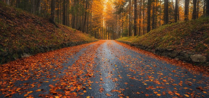 Fallen leaves covering a road in beautiful forest in autumn