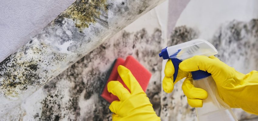 Housekeeper's Hand With Glove Cleaning Mold From Wall With Sponge And Spray Bottle